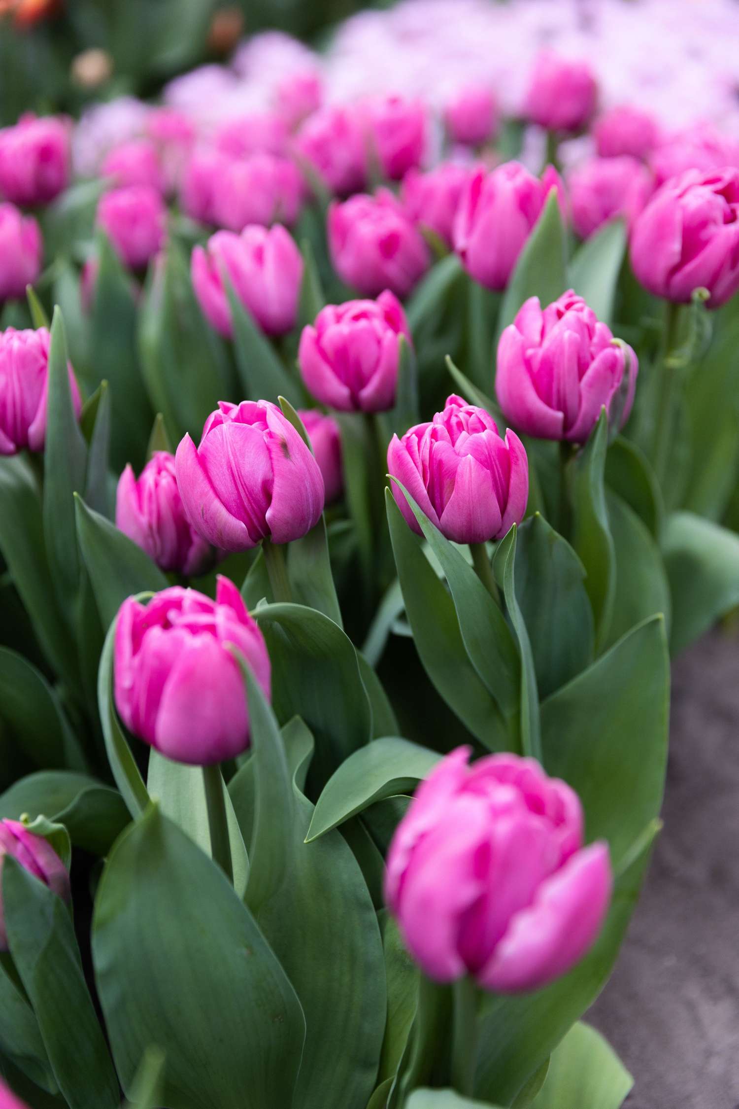 Tulpe 'Double You'